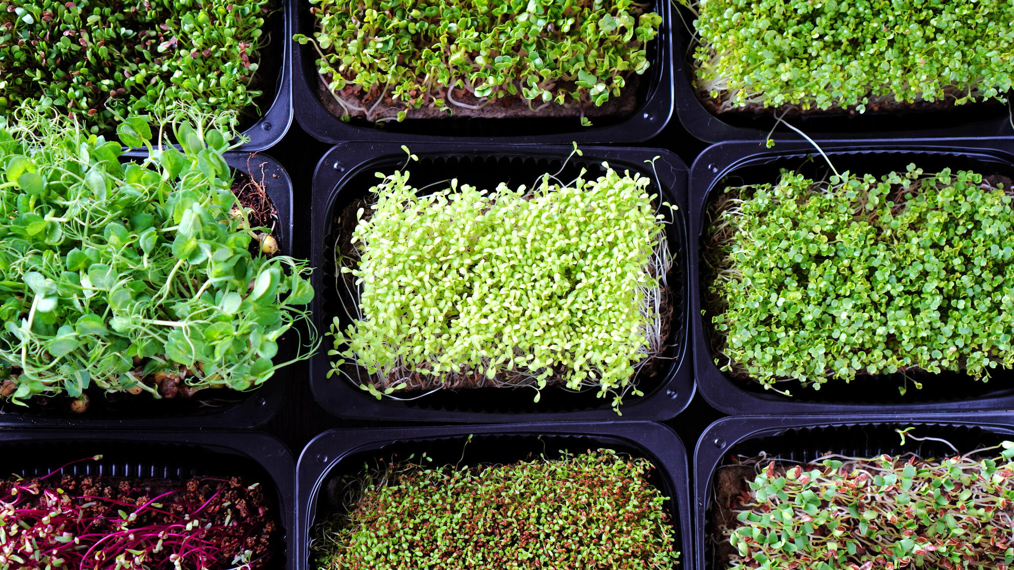 growing microgreens in trays